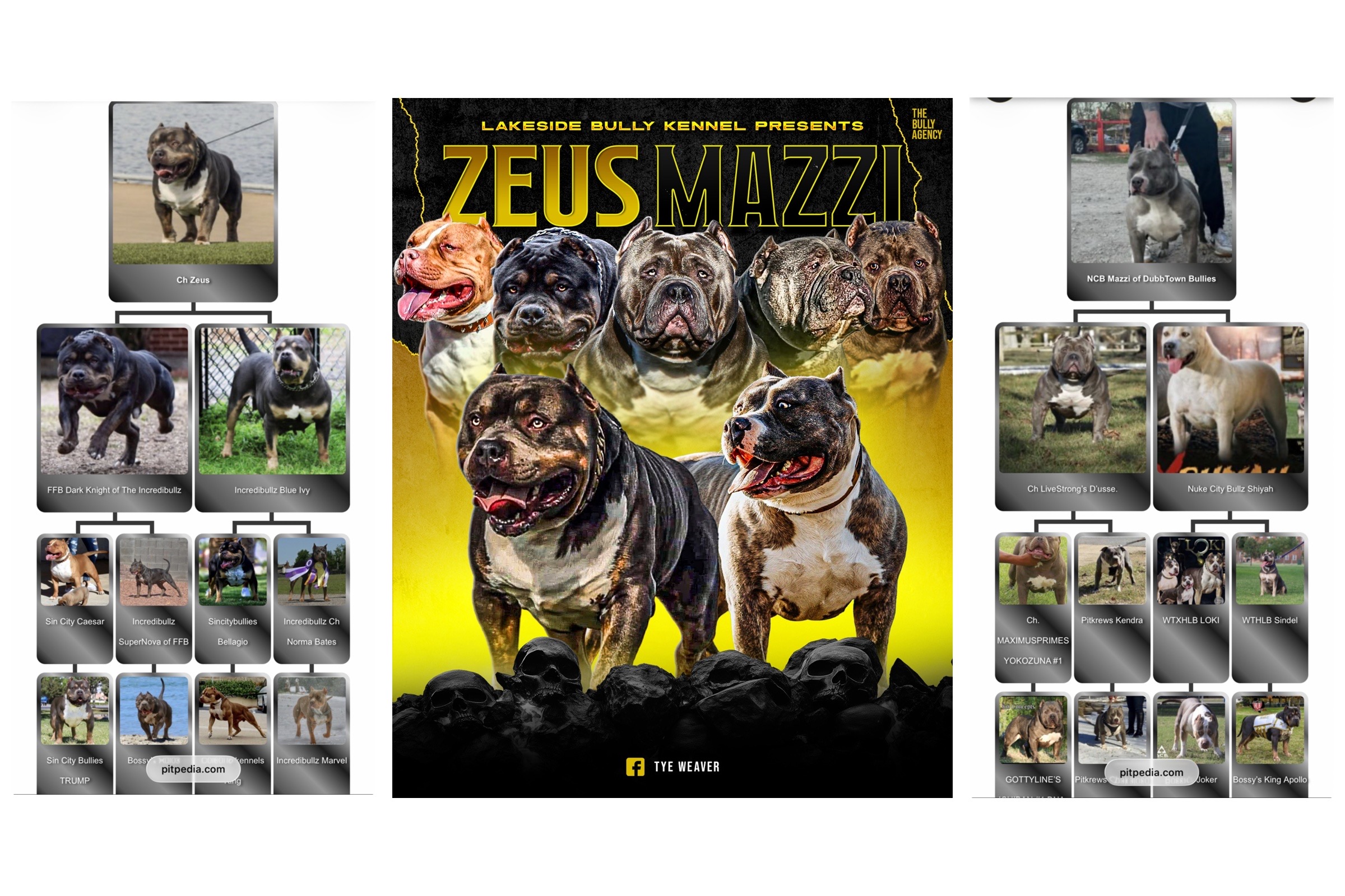 Zeus × Mazi litter banner