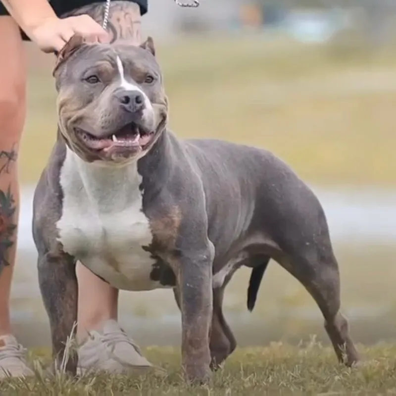 Empire, Blue Trindle American Bully stud
