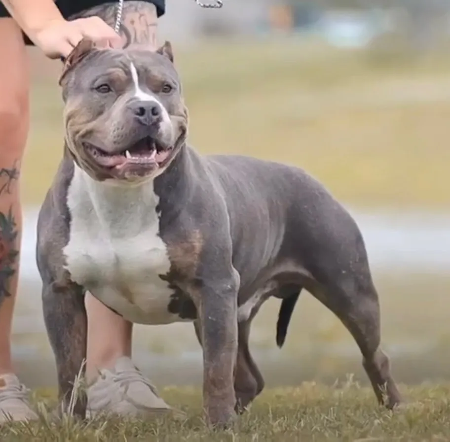Empire, Blue Trindle American Bully