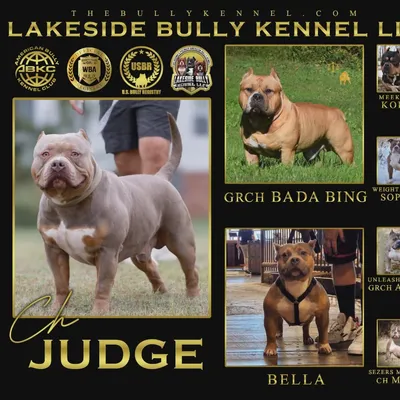 The Judge photo 2