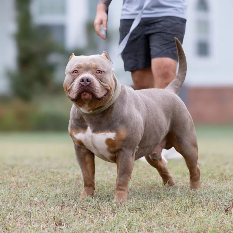The Judge, Lilac Tri American Bully stud