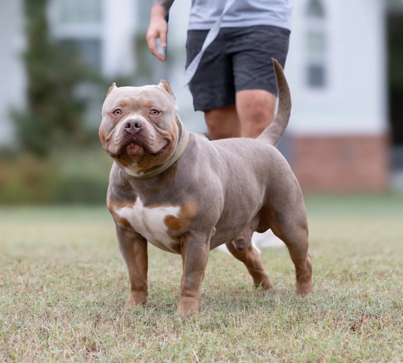 The Judge, Lilac Tri American Bully
