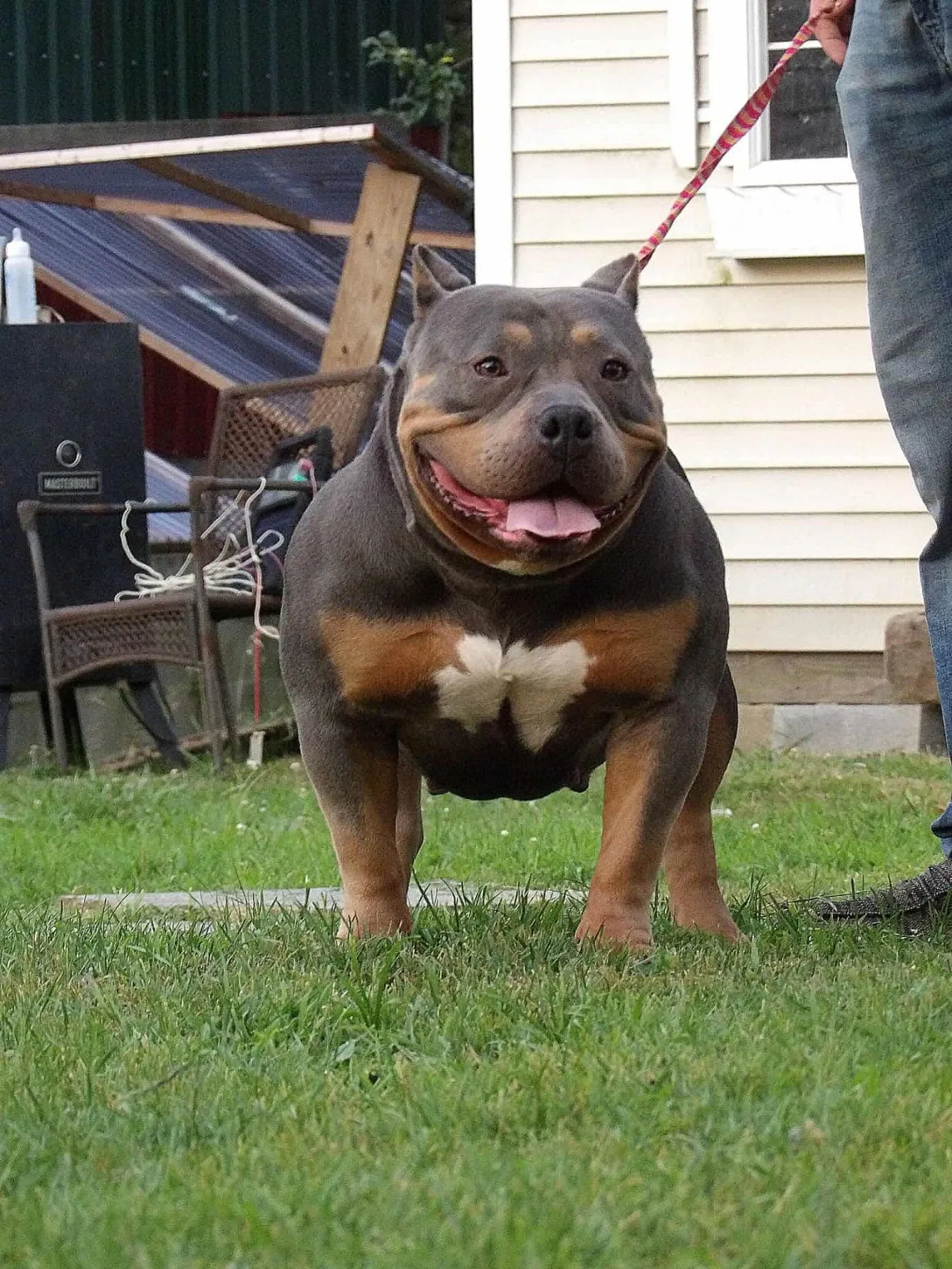 Peyton, Blue Tri American Bully