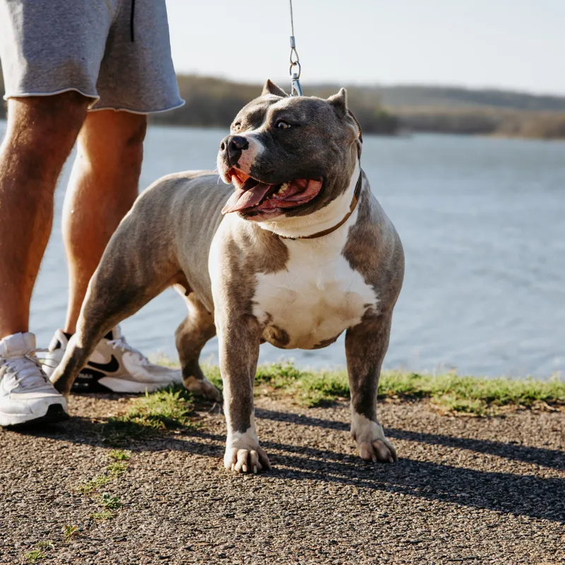 Mazi, Blue Brindle