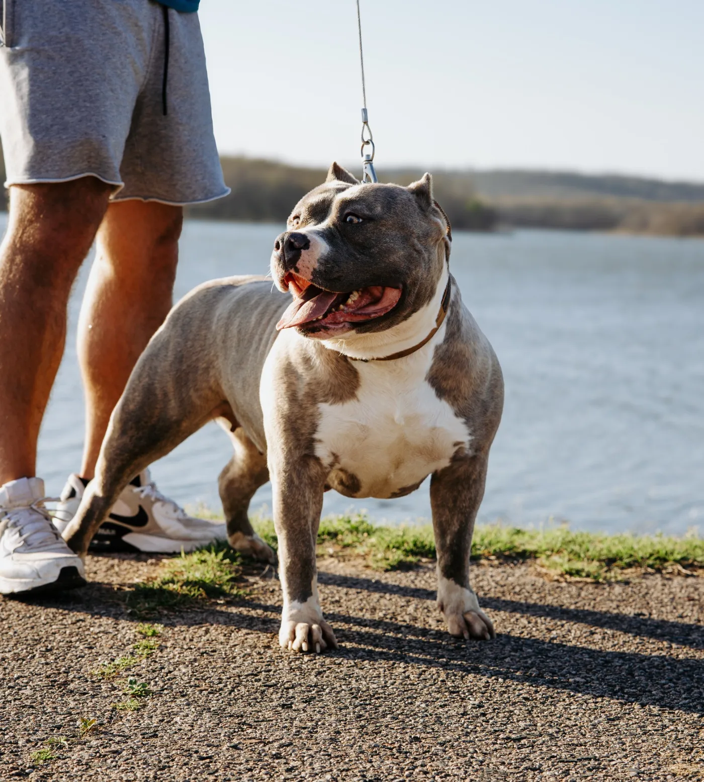 Mazi, Blue Brindle American Bully