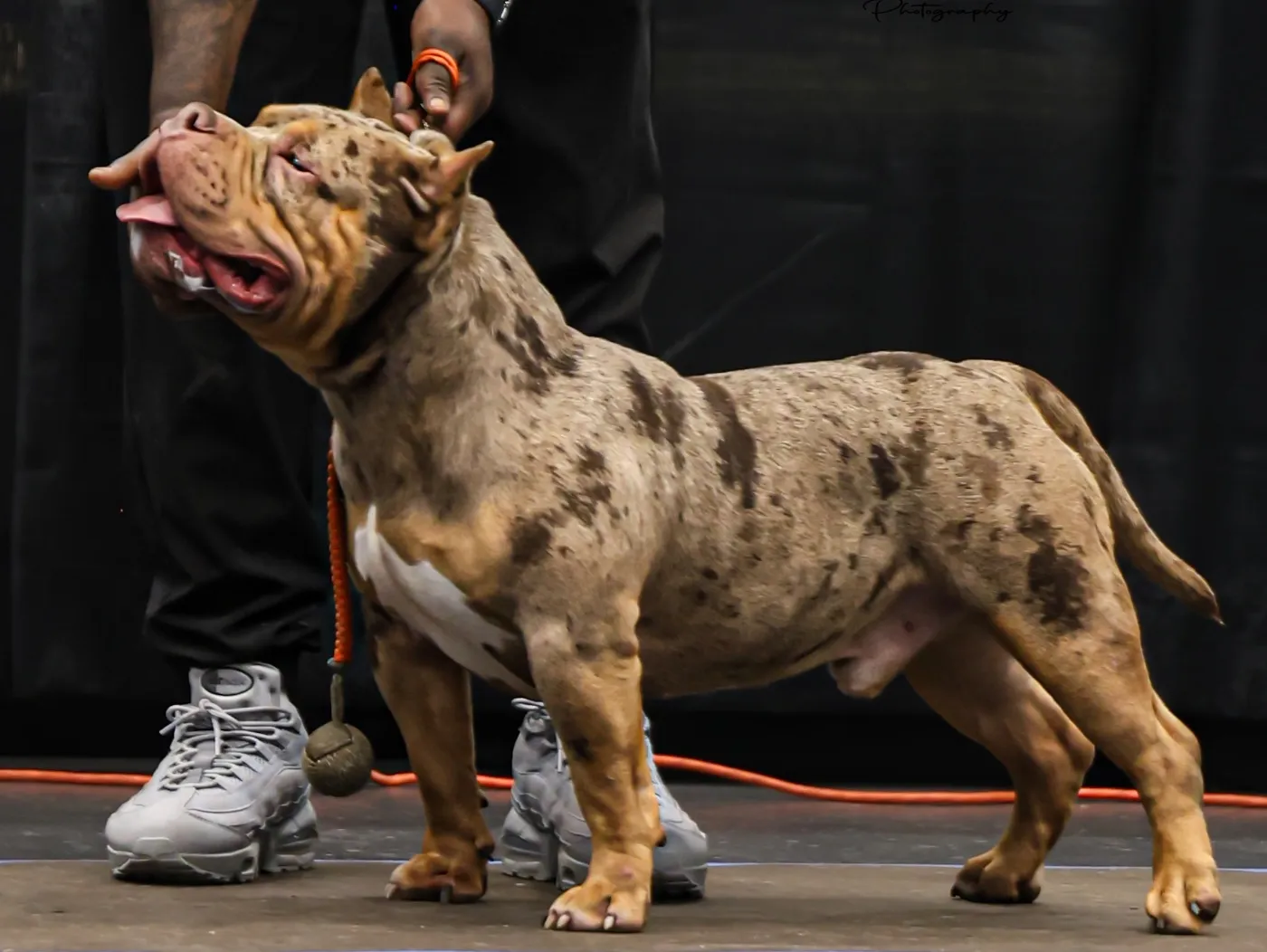 Kasino, Chocolate Tri Merle American Bully