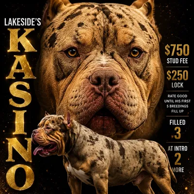 Kasino photo 5