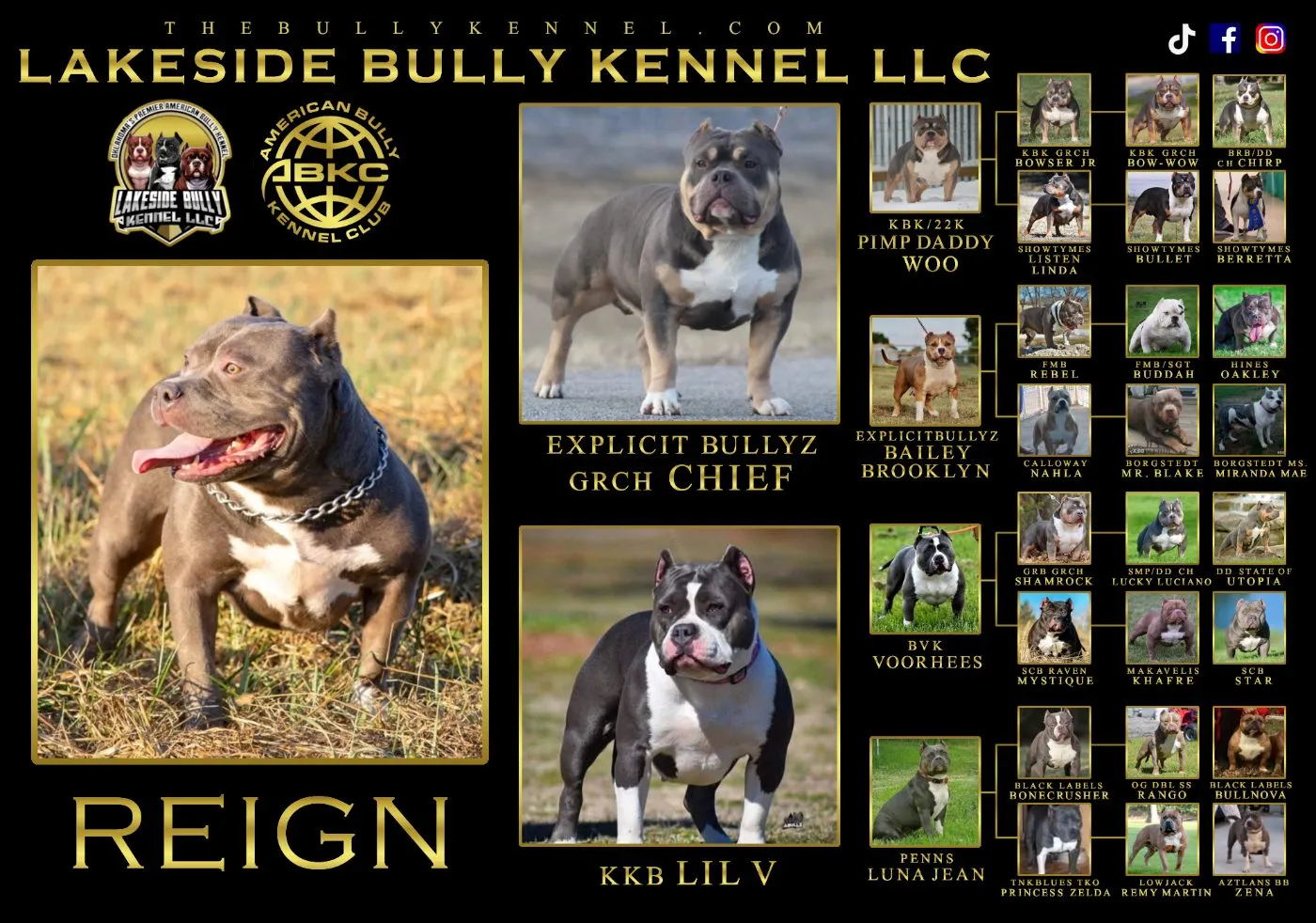 Reign, Blue Ghost Tri American Bully