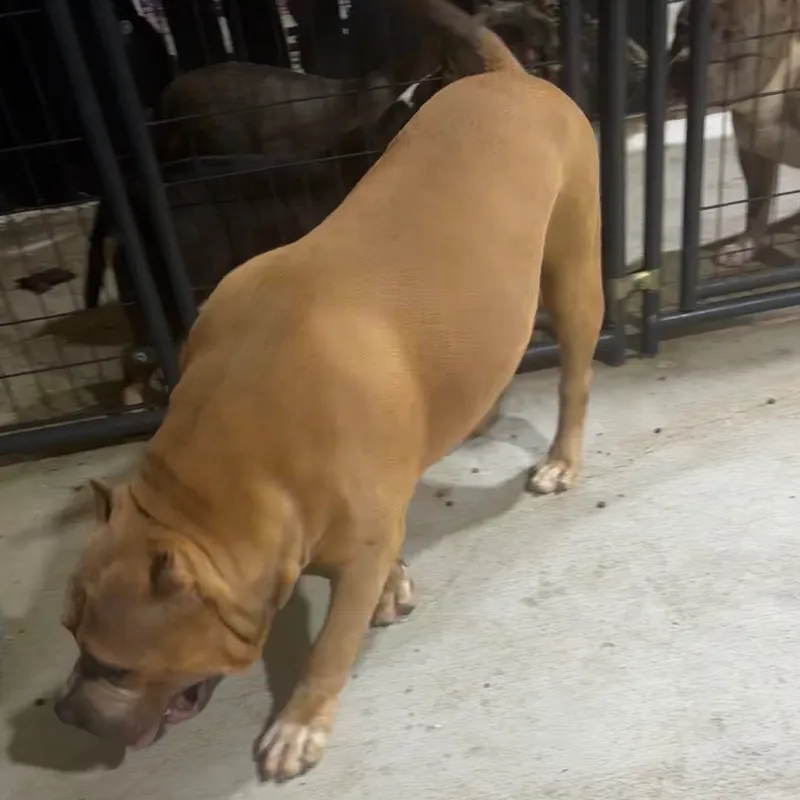 Kodo, Blue Fawn