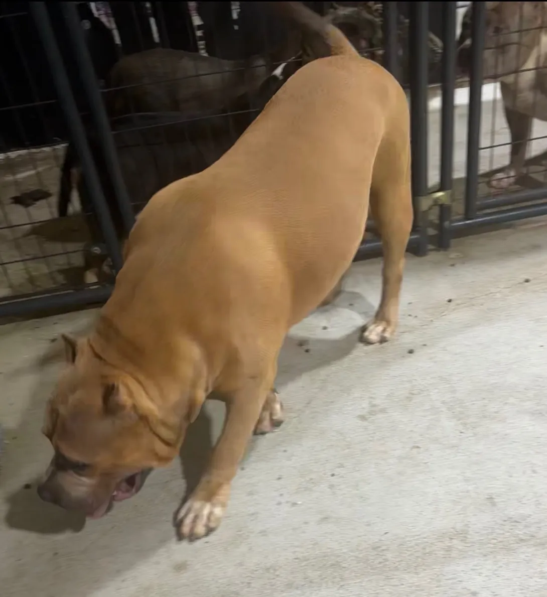 Kodo, Blue Fawn American Bully