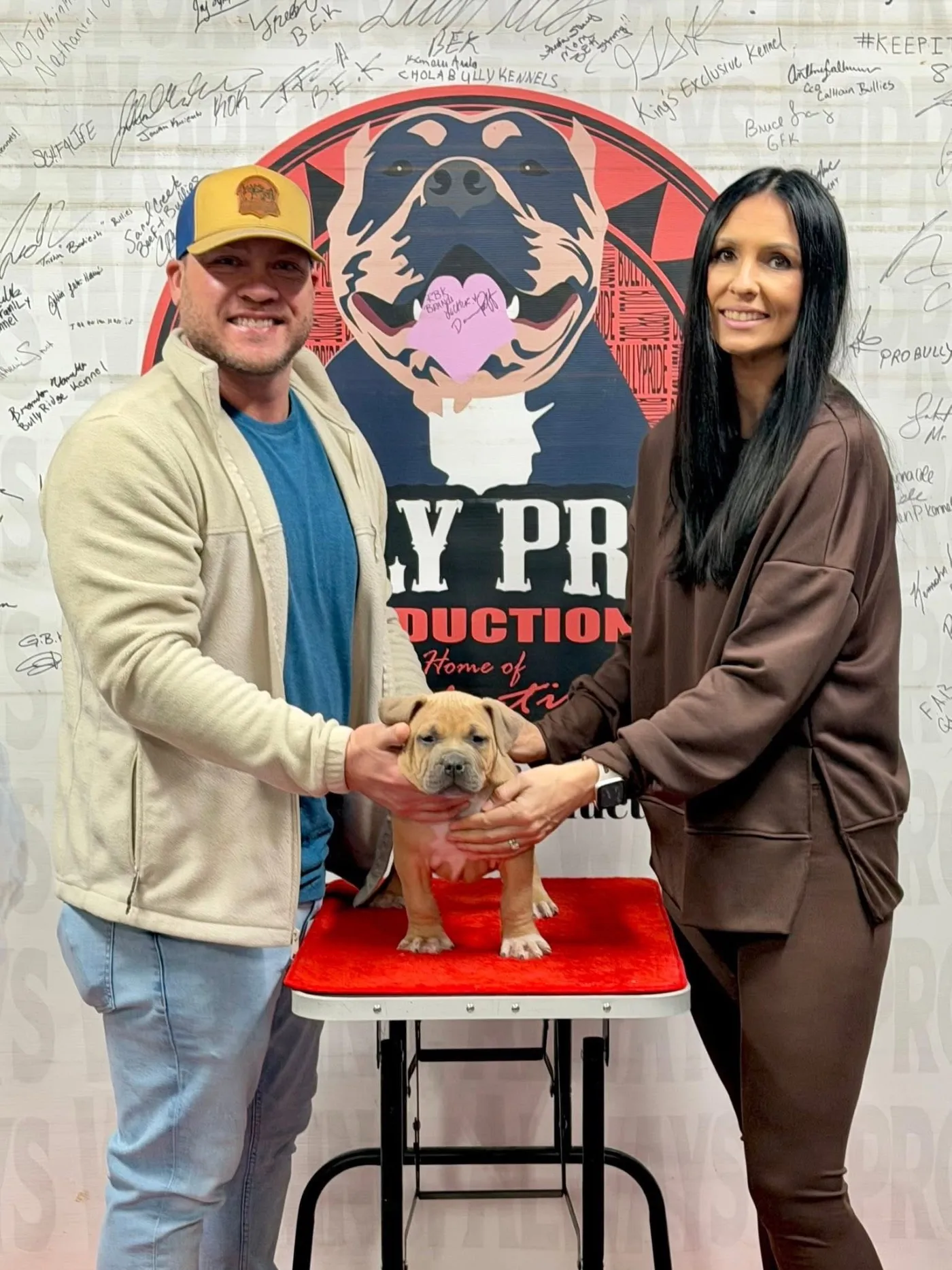 Kodo, Blue Fawn American Bully