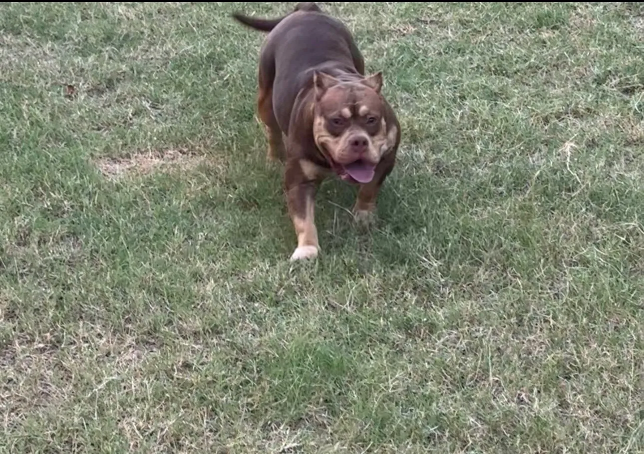 Koko Michelle, Chocolate Tri American Bully