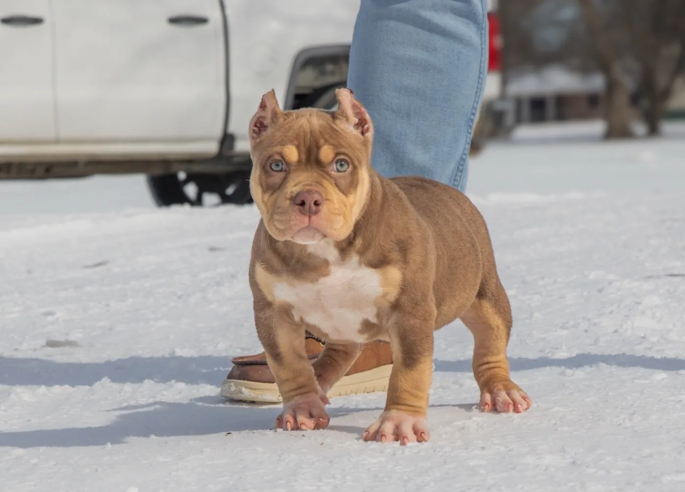 Koko Michelle, Chocolate Tri American Bully