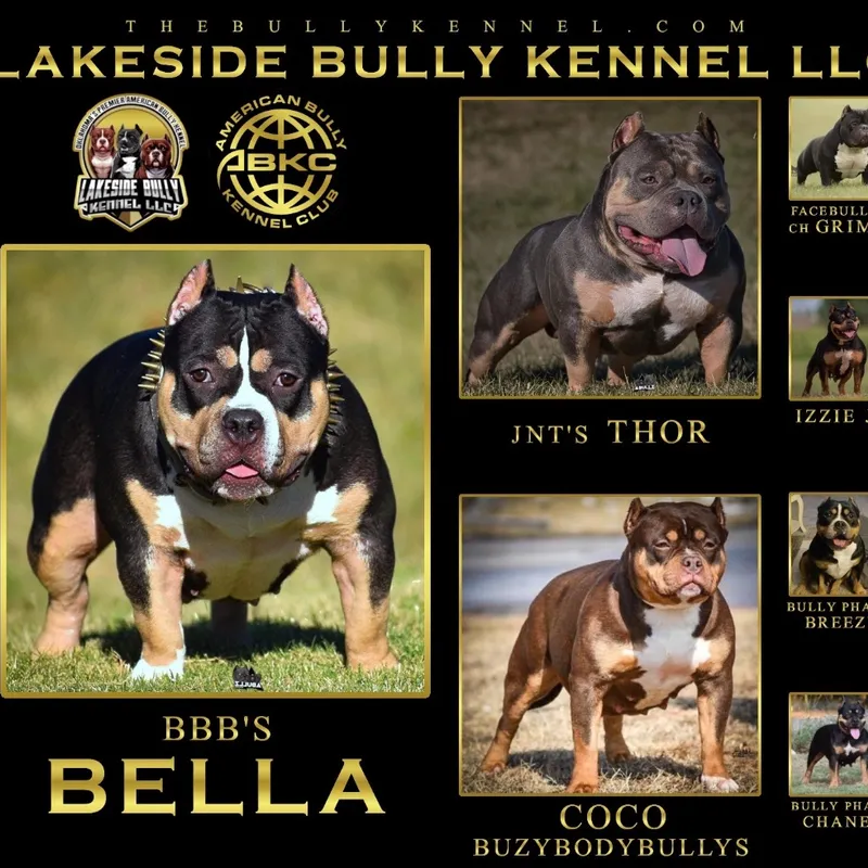 Bella, Black Tri