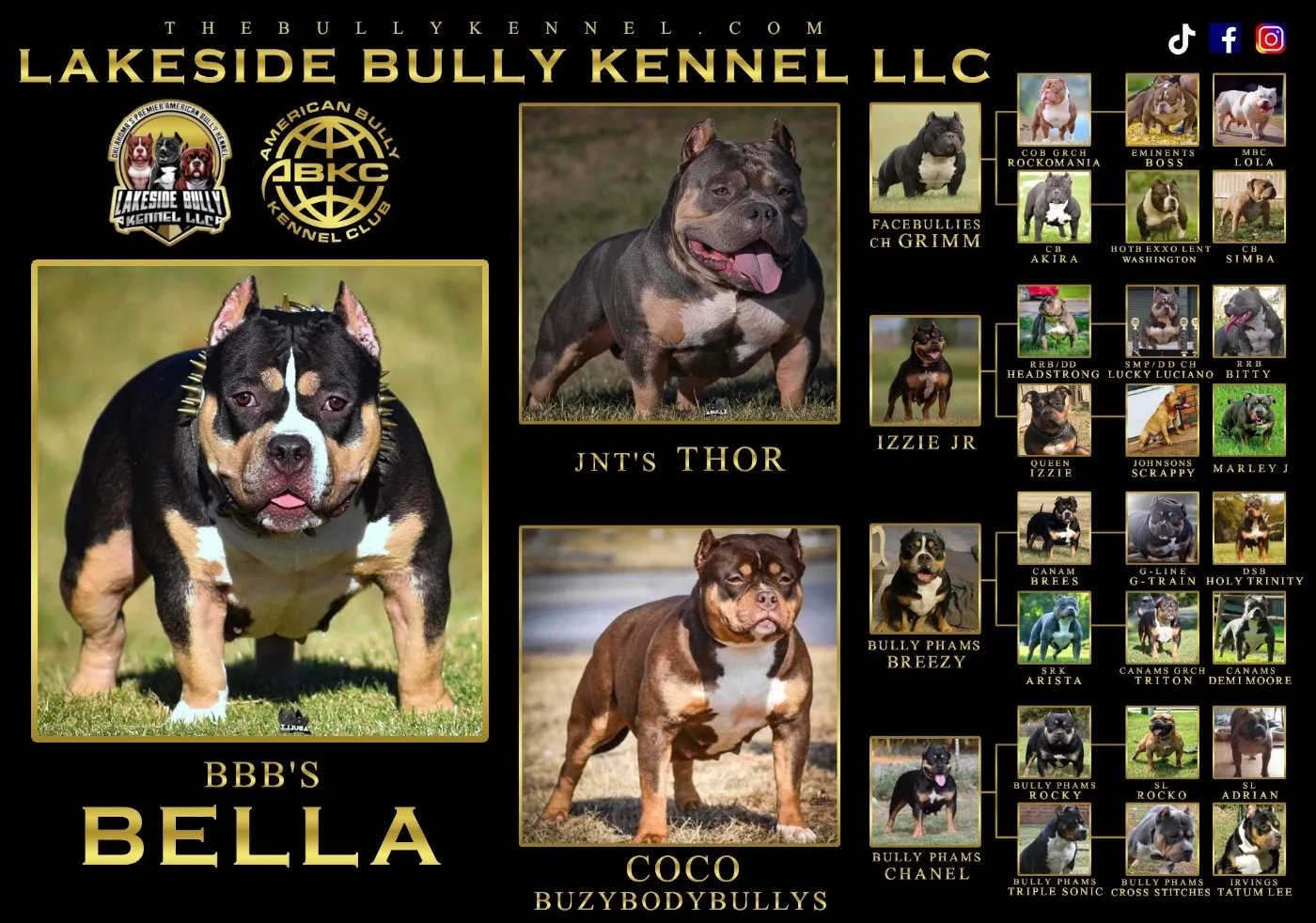 Bella, Black Tri American Bully