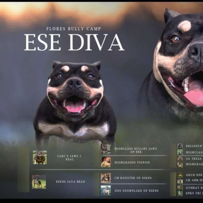 Diva, Black Tri