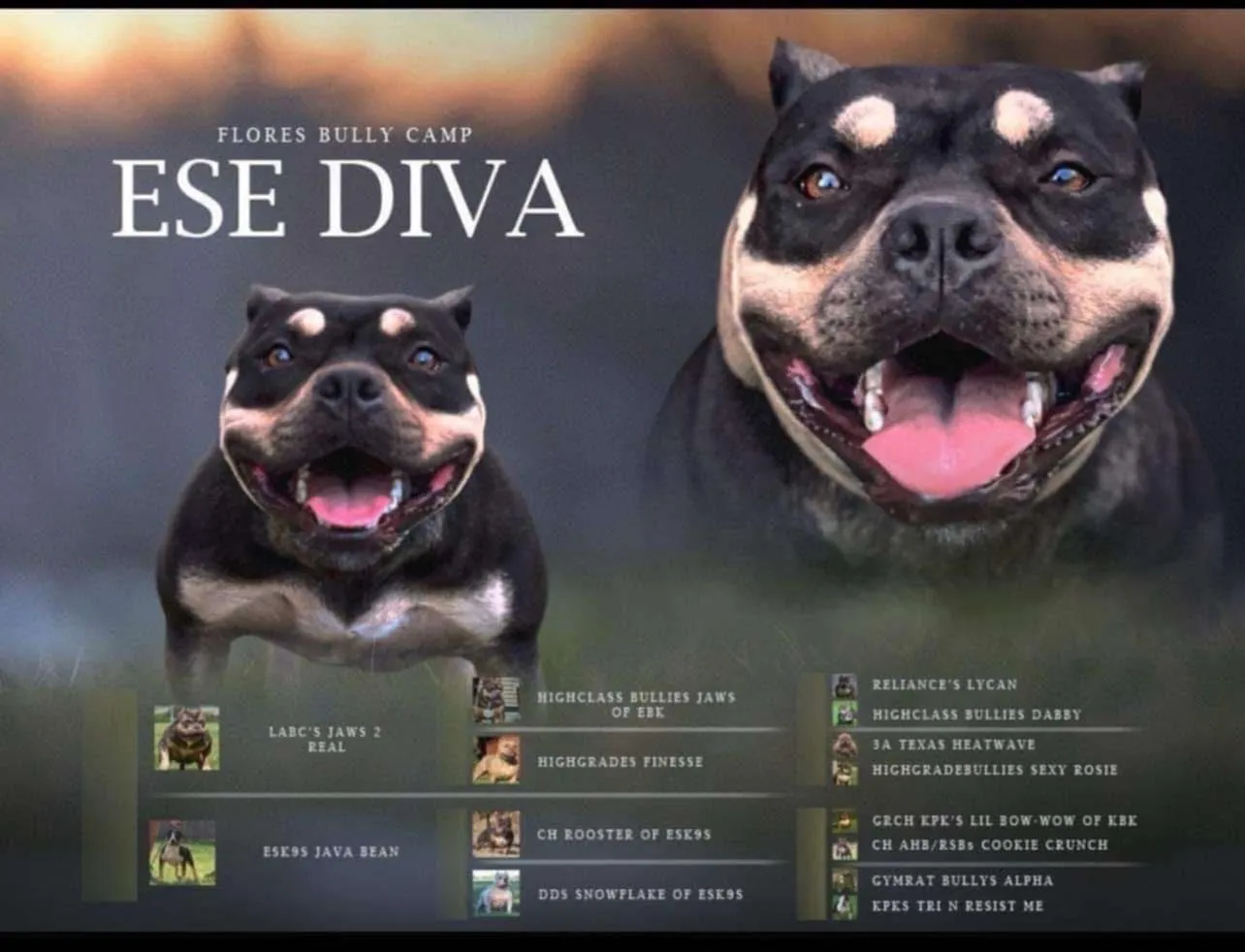 Diva, Black Tri American Bully
