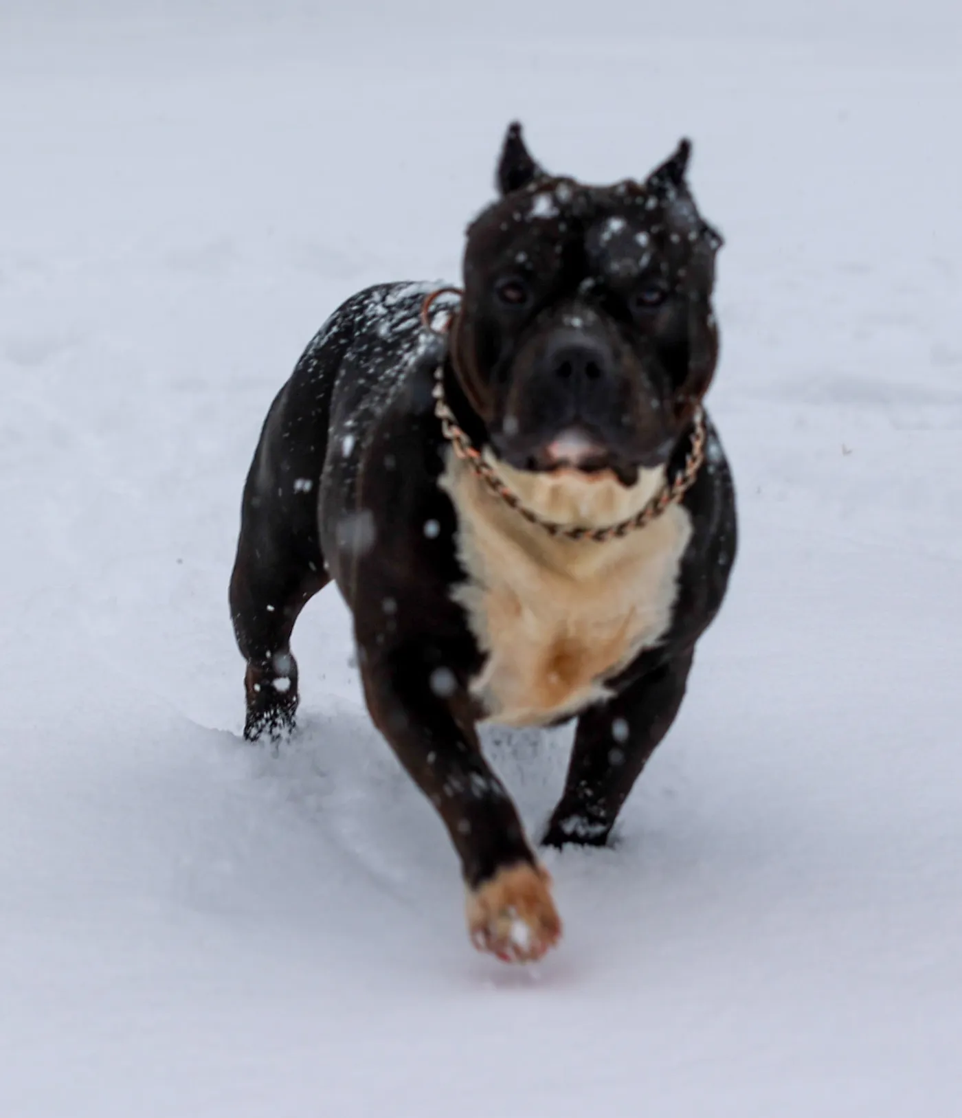 Rogue, Black American Bully