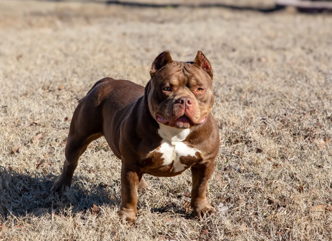 Java, Chocolate Ghost Tri American Bully