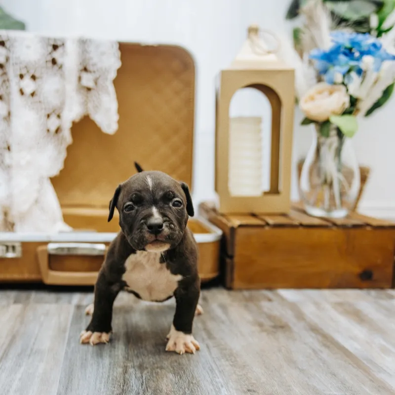 Baloo — Male · Black