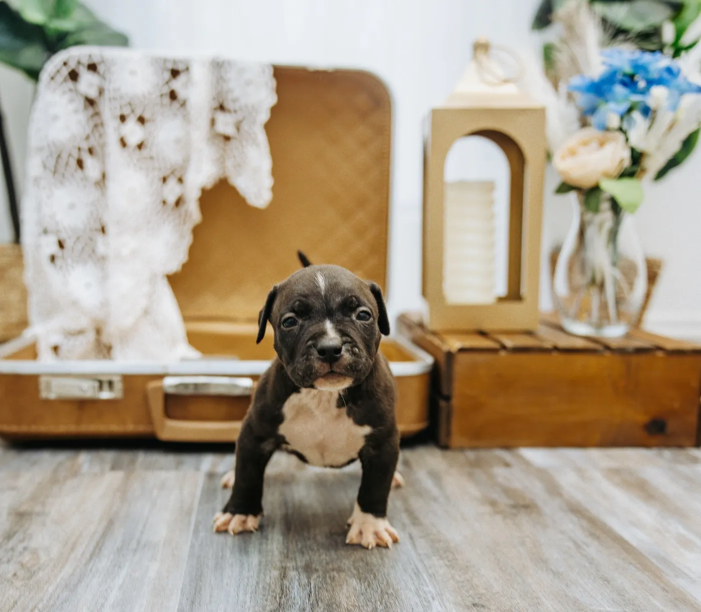 Baloo, Black American Bully puppy