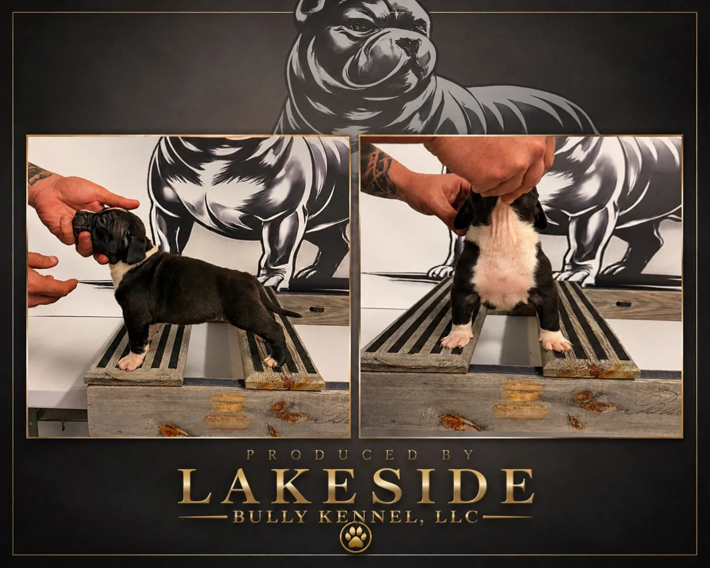 Voodoo, Black American Bully puppy
