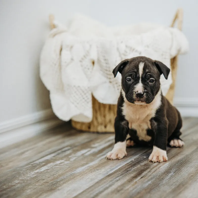 Voodoo from a previous litter