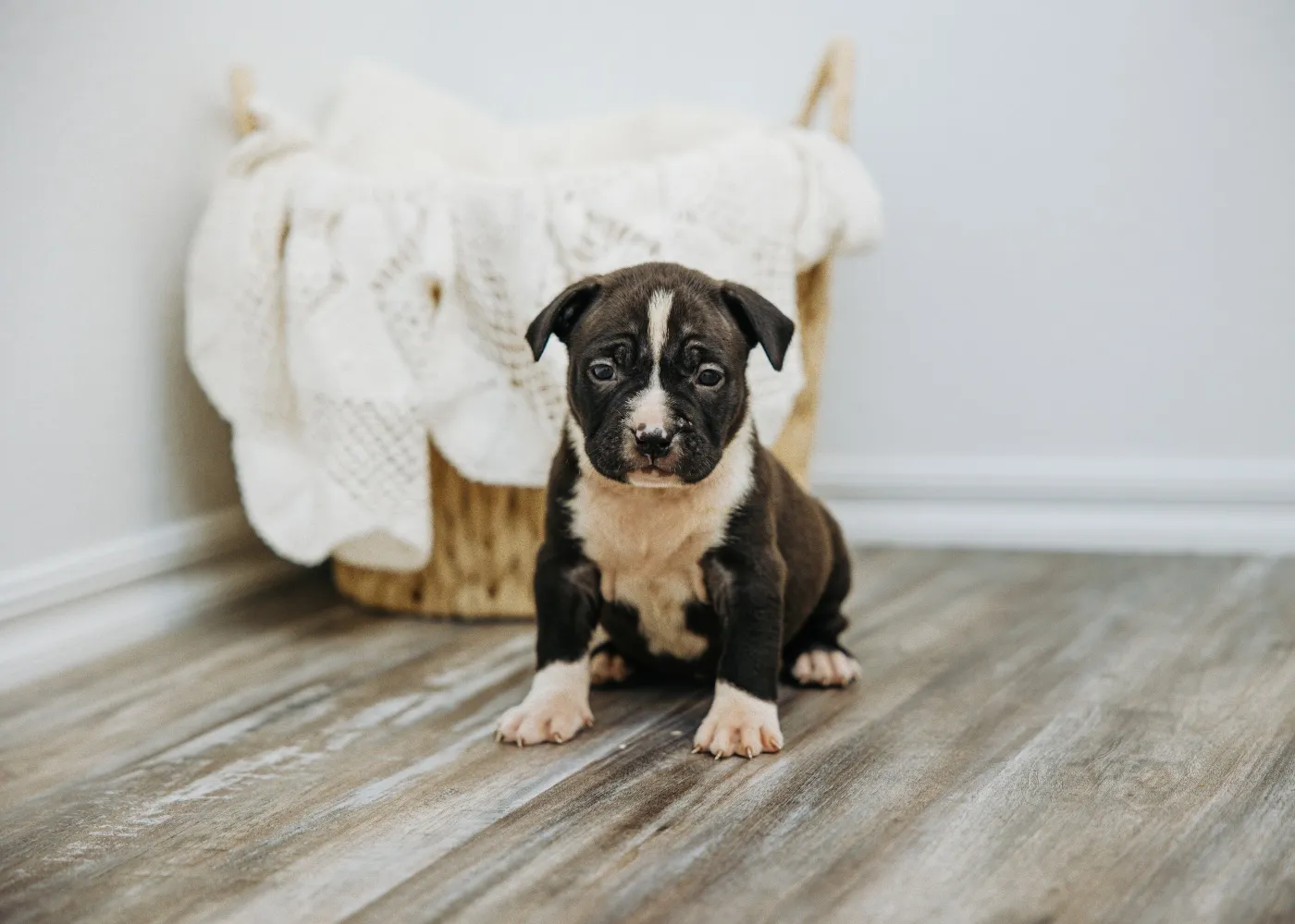 Voodoo, Black American Bully puppy