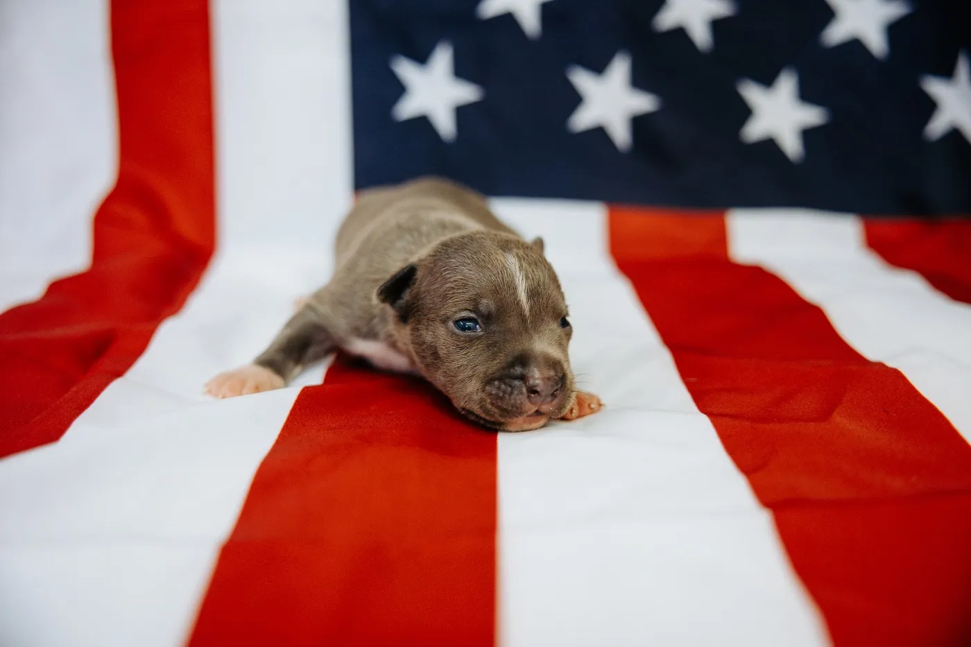 Purple Collar, Blue American Bully puppy