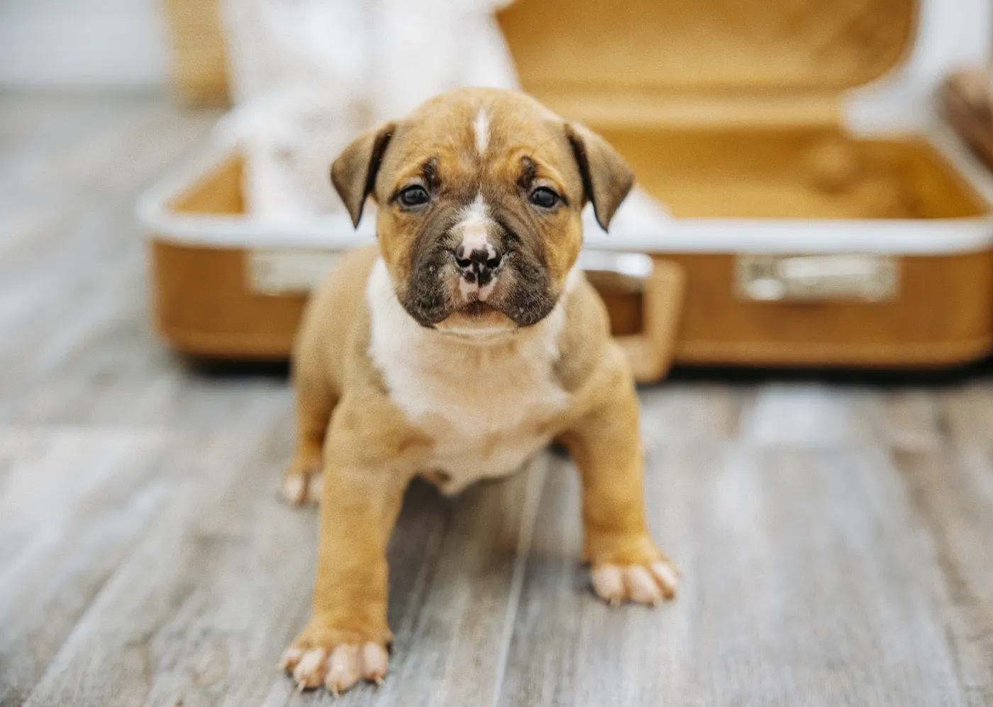 Matrix, Black Masked Sable American Bully puppy