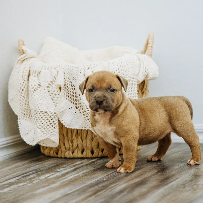 Harlow — Female · Sable