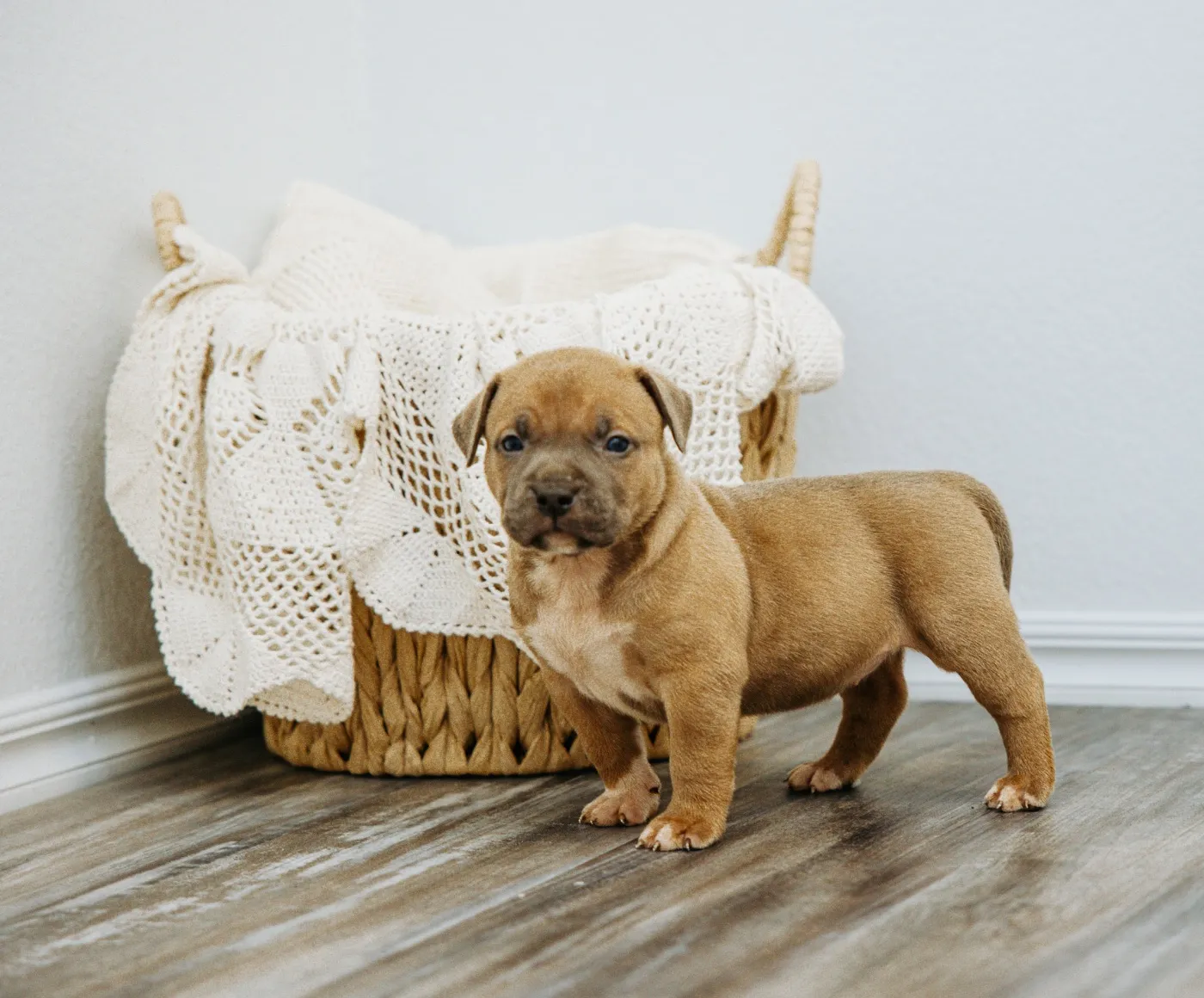 Harlow, Sable American Bully puppy