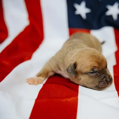 Harlow photo 3