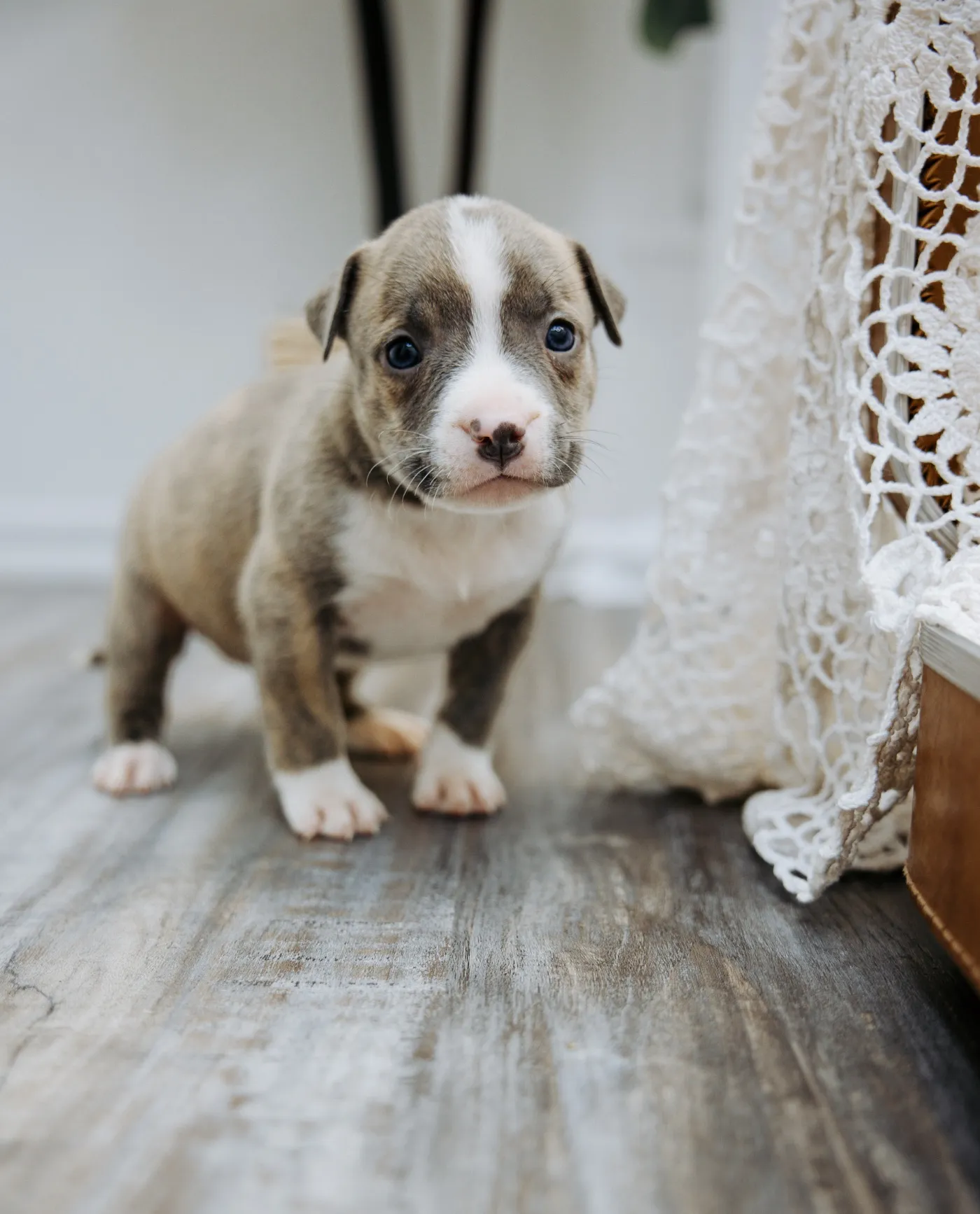 Sweetie, Blue Brindle American Bully puppy