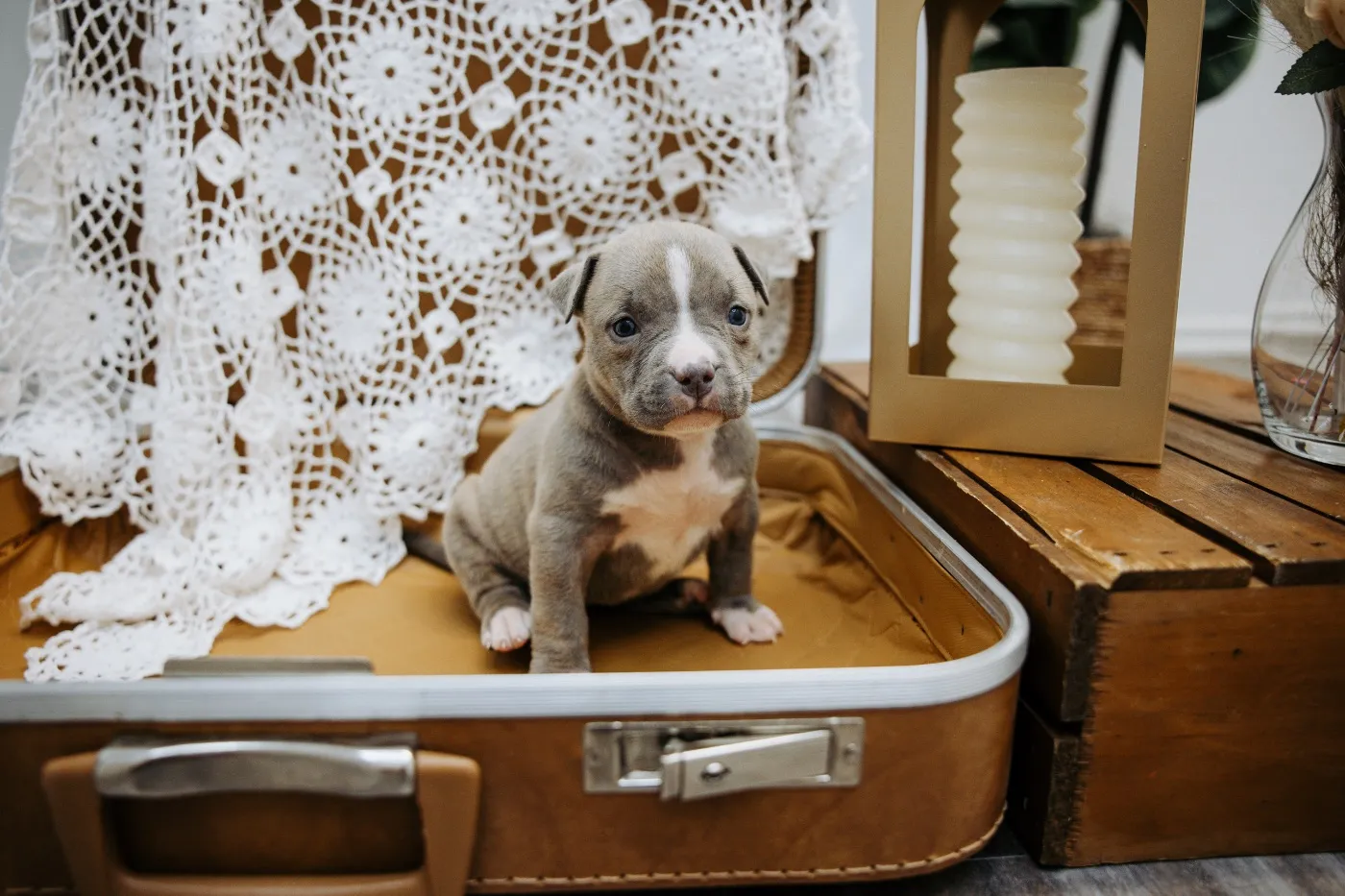 Nyx, Blue Brindle American Bully puppy