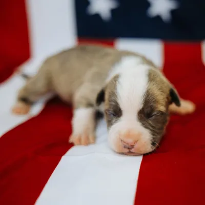 Bandit photo 4