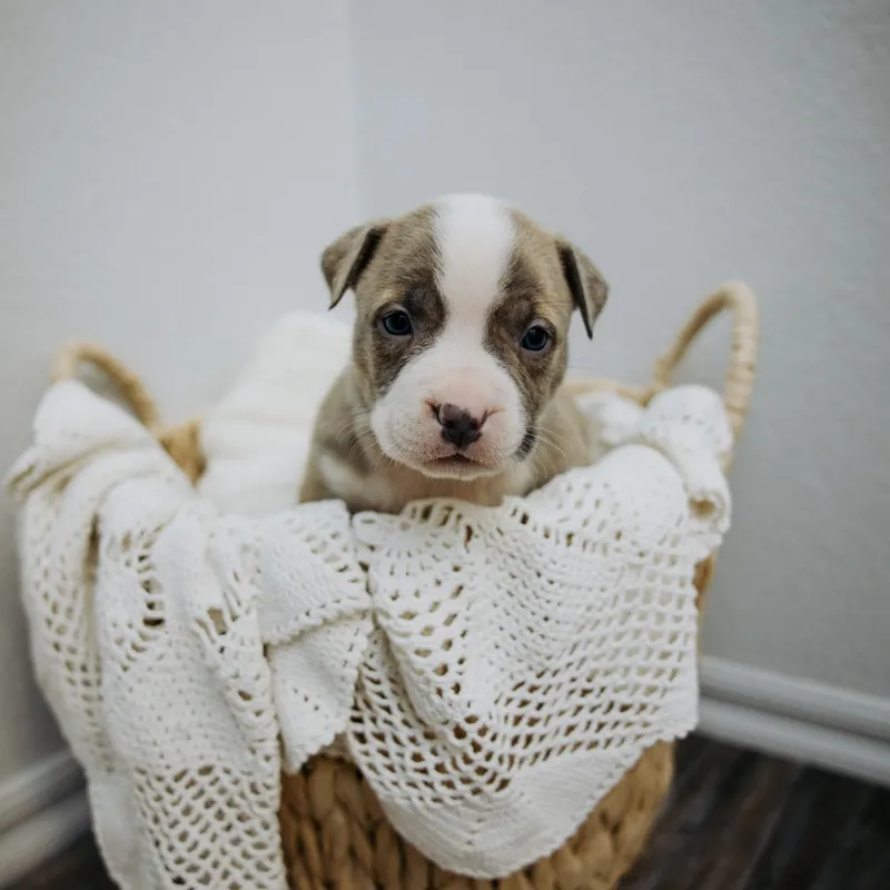 Bandit — Male · Blue Brindle