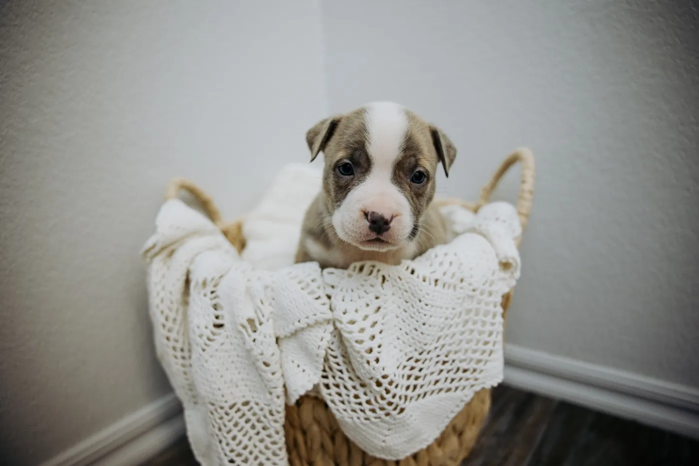 Bandit, Blue Brindle American Bully puppy