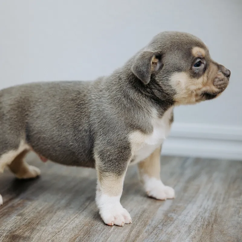 Titan — Male · Blue Tri