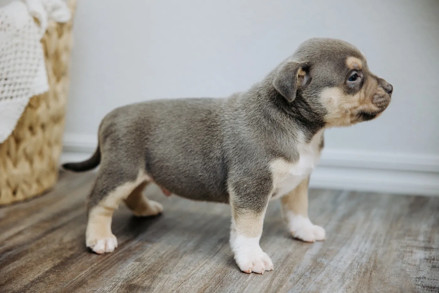 Titan, Blue Tri American Bully puppy