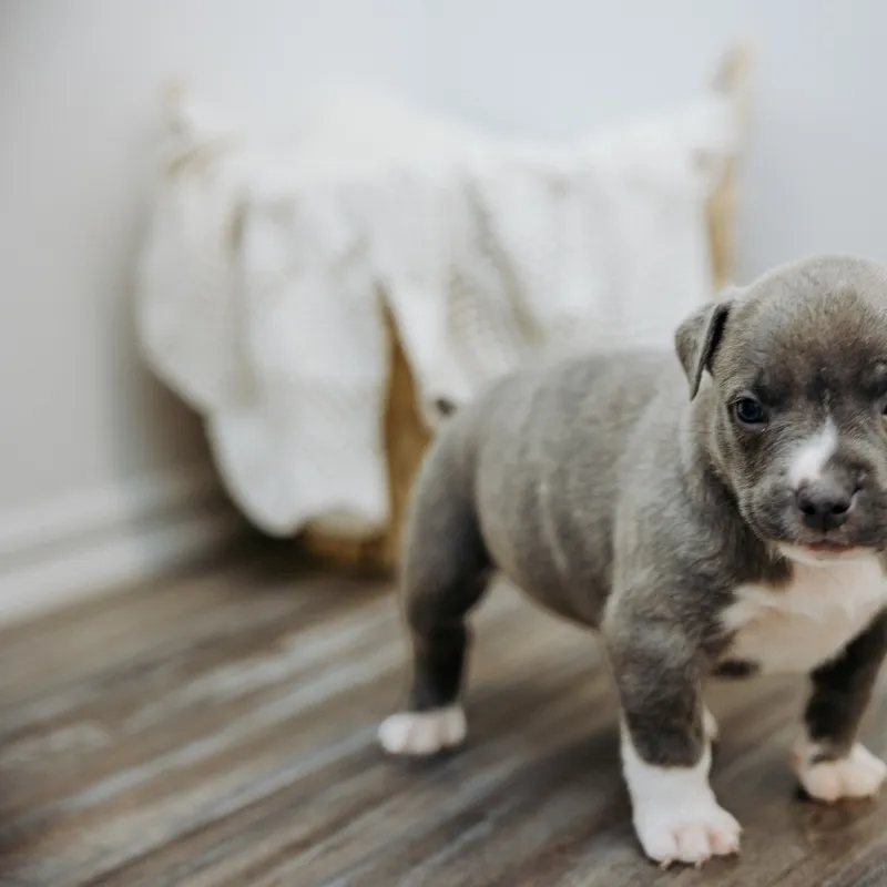 Creeper — Male · Blue Brindle