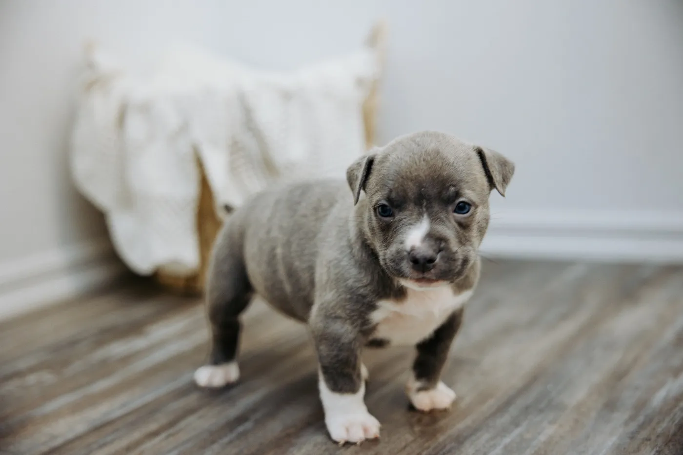 Creeper, Blue Brindle American Bully puppy