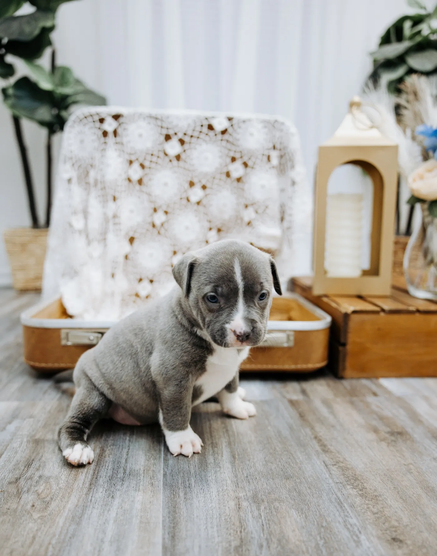 The Meg, Blue and White American Bully puppy