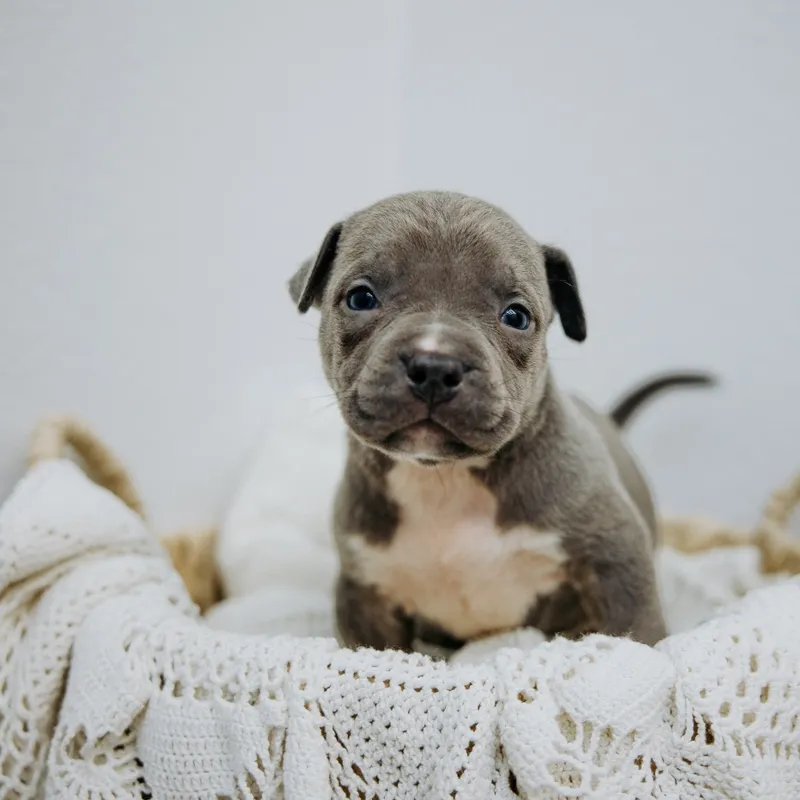 Ghost — Male · Blue  Trindle 