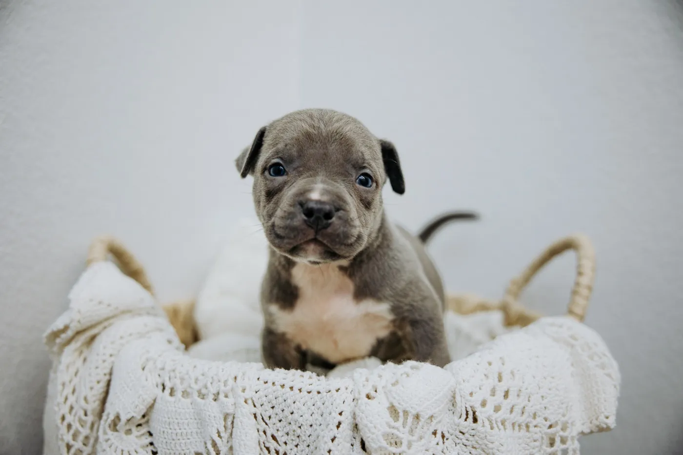 Ghost, Blue Trindle American Bully puppy