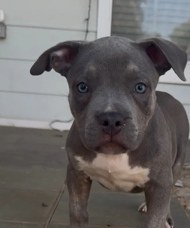 Ghost from a previous litter