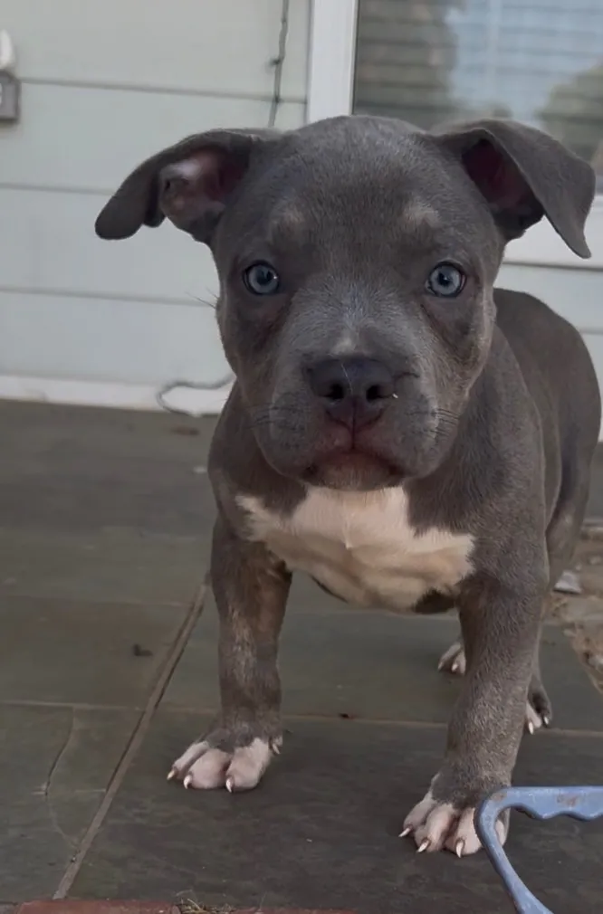 Ghost, Blue  Trindle  American Bully puppy