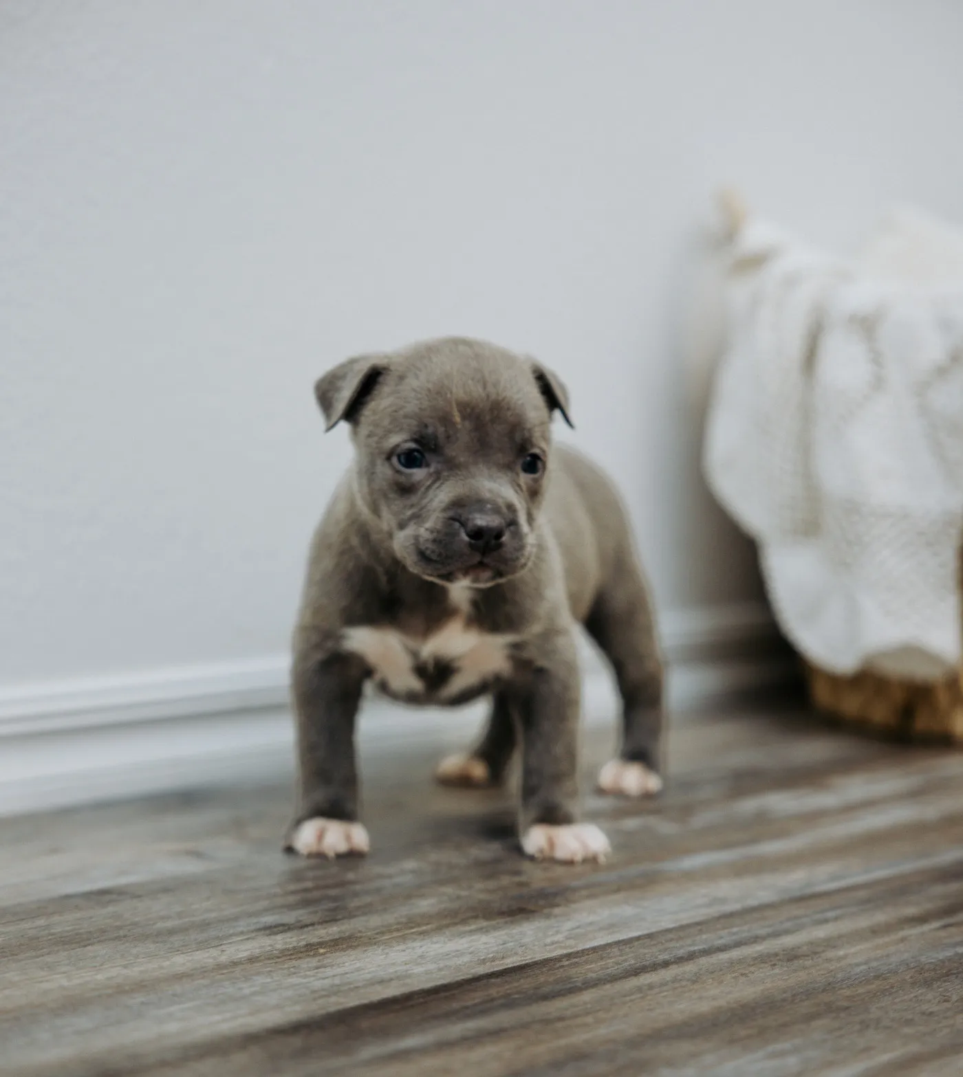 Athena, Blue and White American Bully puppy