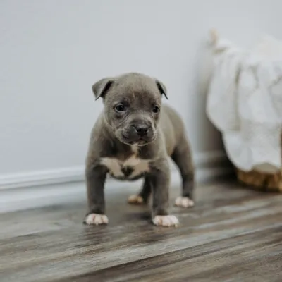 Athena photo 1