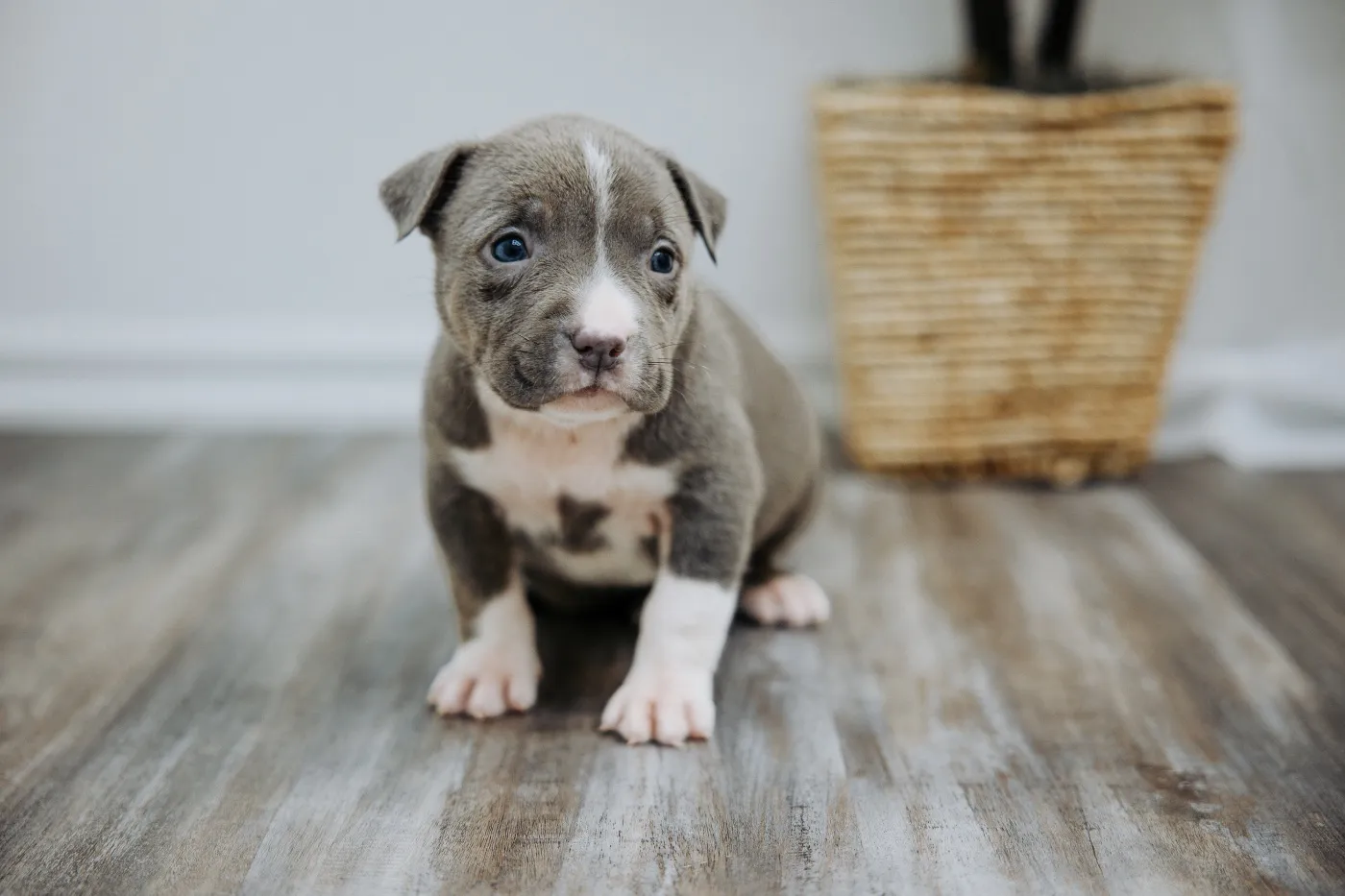 Aspen, Blue Trindle American Bully puppy